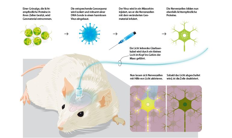 Illustration: Algenprotein wird in Nervenzellen einer Maus eingebaut